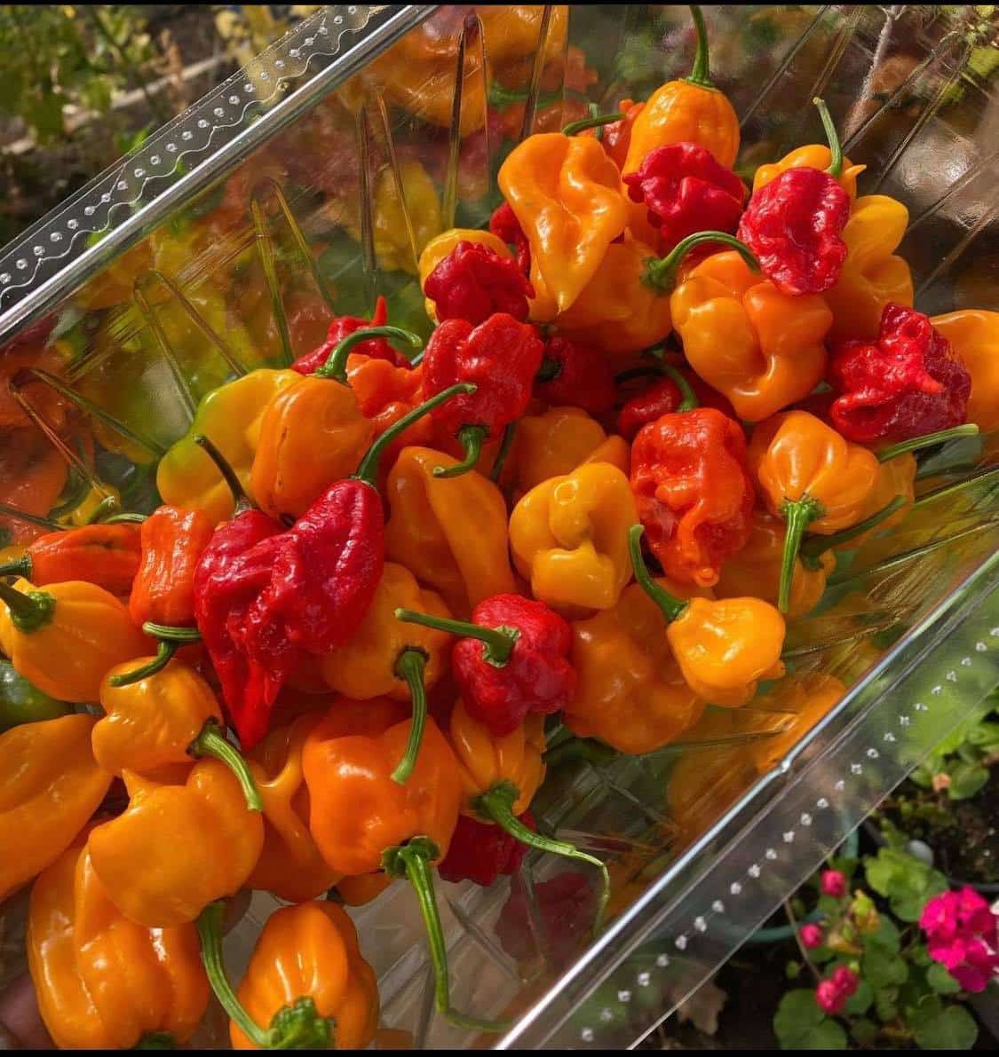 Hot Pepper Jelly