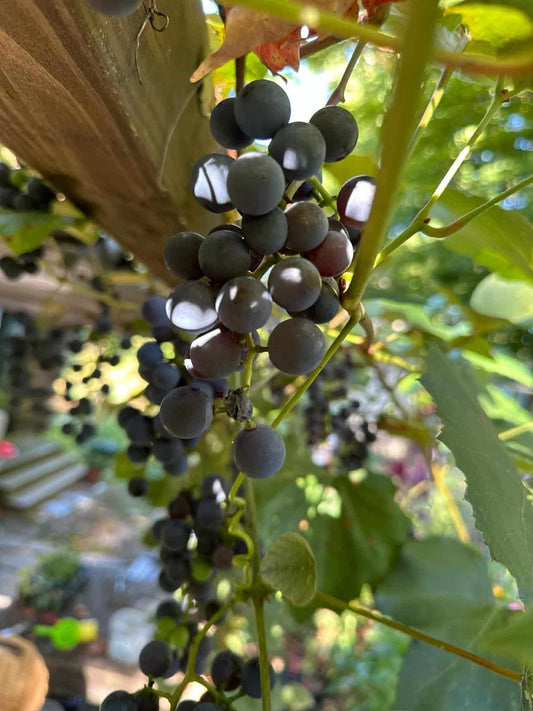 Grape Jelly