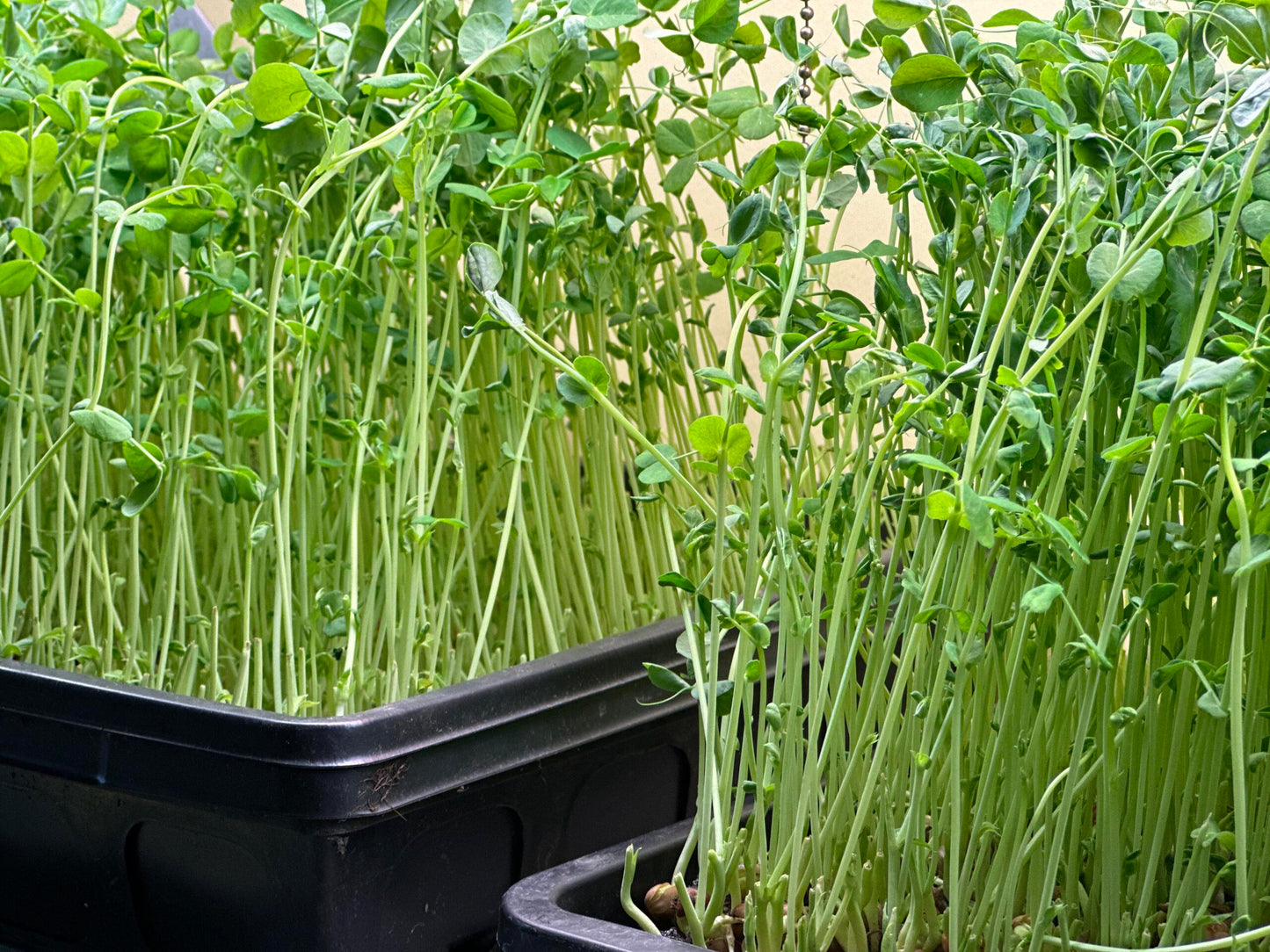 HomeGrown Pea Shoots